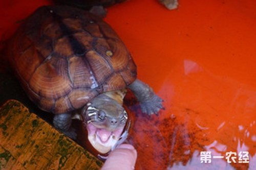 中华草龟最长寿命是多少年？