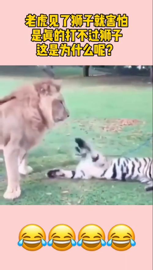 老虎见了狮子就害怕,是真的打不过狮子,这是为什么呢 