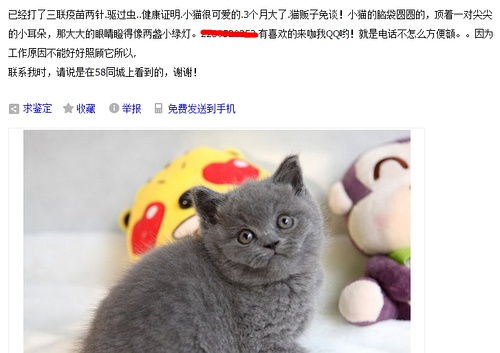 想领养只猫,58同城领养小猫的靠谱吗 