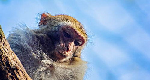 属猴人穿什么颜色衣服最旺2021年生肖猴运势,12月开始转变