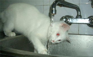 猫咪喝水时,为什么先用爪子碰一下水 原因有5个