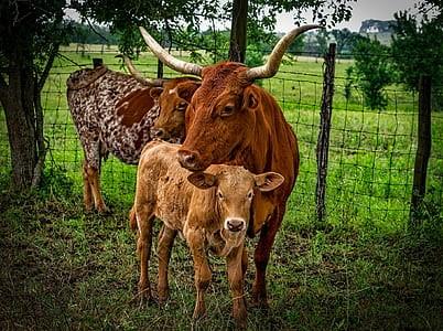 2021年属牛是什么命 生牛宝宝命好吗 