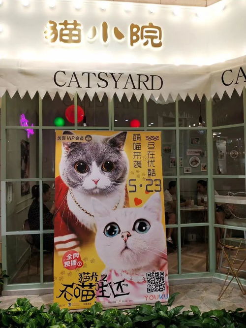 猫咪咖啡馆 正在兴起的吸猫 圣地