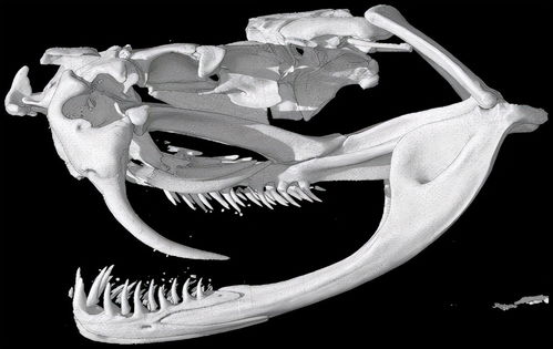 蛇的嘴巴能张那么大,为什么不会脱臼 一口气了解蛇的骨骼结构