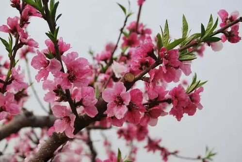 十里桃花,漫山遍野的灼灼芳华 从化 桃花小镇 2月3日,约定你 