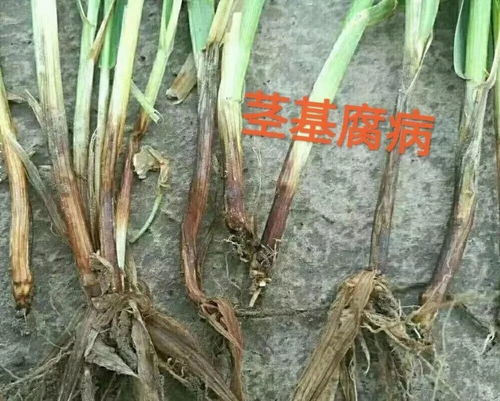 小麦茎基腐病危害特征和防治措施