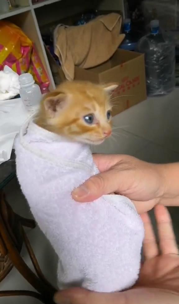 小奶猫不肯吃奶怎么办 拿毛巾一卷,直接开喂啊