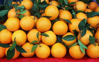 橙子怎么剥皮容易 橙子如何剥皮容易-图3
