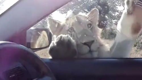 美女野外观赏狮子,狮子 帮你擦车窗,感动不,妹子 不敢动啊 