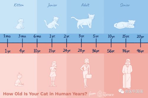 猫的年龄计算 