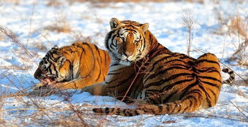 我们觉得恐怖的儿歌 两只老虎 ,原来是一个凄美的爱情故事 