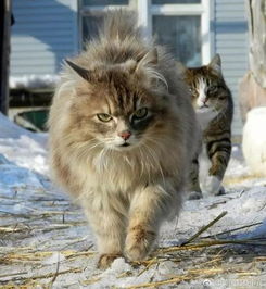 俄罗斯森林猫能活多久？