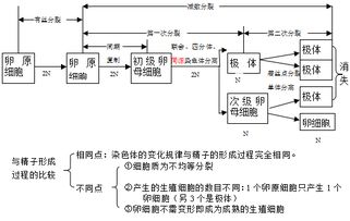 有丝分裂知识点