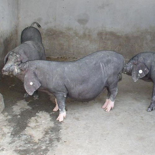 钦州苏太母猪价格全天在线回复