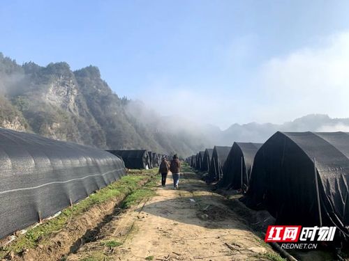 永定区教字垭镇 高薪工程师返乡创业变成羊肚菌种植大户