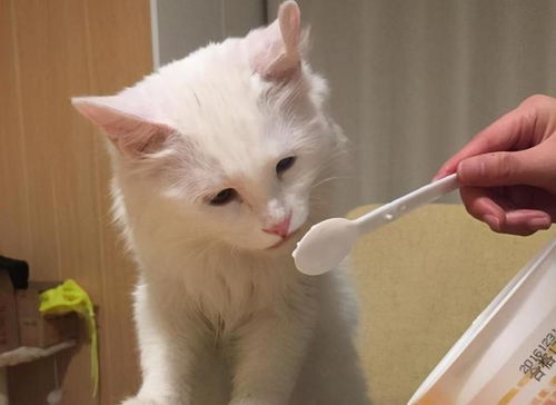猫咪可以喝酸奶吗 这些知识,你现在知道还不晚