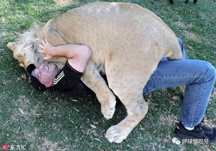 最可怕熊抱 男子被狮子扑倒抱抱,似乎是被当成伴侣准备交配了