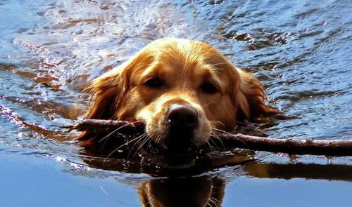养狗的朋友要知道,狗狗天生就会游泳