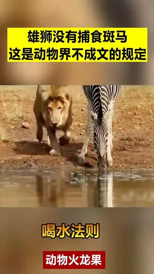 雄狮喝水时并没有捕食斑马,这是动物界不成文的规定 