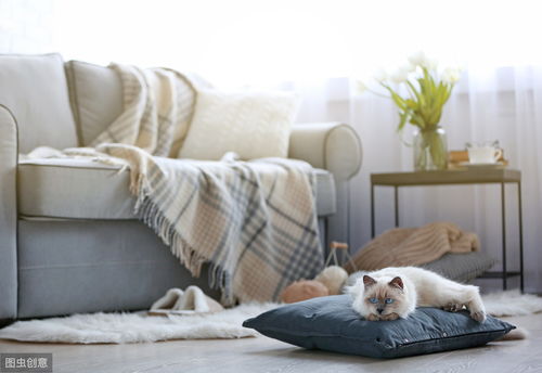 辟谣 猫咪抓沙发,说明它很调皮 其实这是猫的减压运动