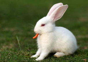 兔子结膜炎是怎样的,兔子眼睛发炎是怎么样情况