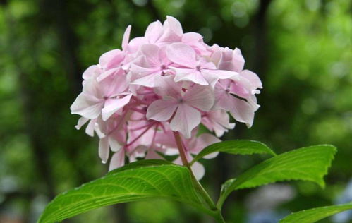 养花遇见一种 变色花 ,遇碱开红花,吃酸开蓝花,神奇