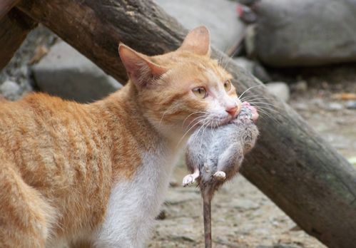 为什么现在的猫都不抓老鼠 研究证明,猫抓老鼠并不是本能
