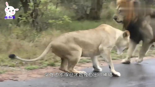 实拍水牛大战3只狮子,水牛大开杀戒威力强,结果会是怎样呢 