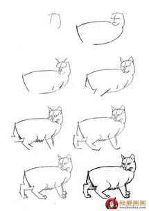 猫的22种画法 8 猫咪线描速写教程之回首侧面姿态