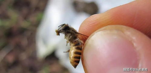 为了对付大黄蜂,蜜蜂找到一种终极武器,在家门口涂抹新鲜粪便