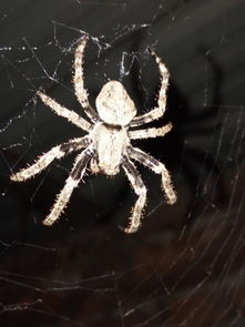 我家厕所发现这只很大的蜘蛛,有谁认识这个什么蜘蛛 叫什么名字 有毒没毒 在此先谢谢了 