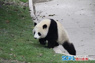 成都大熊猫基地不久以后 将添一座沉浸式熊猫屋 