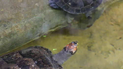 这些乌龟在水里十分灵活,有的还很懒,竟然爬上同伴的背上 