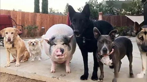 一只猪和5条狗的幸福生活,猪直接被带偏了