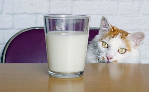 辟谣,为补充营养给猫咪喝牛奶 可别补了身子伤了胃