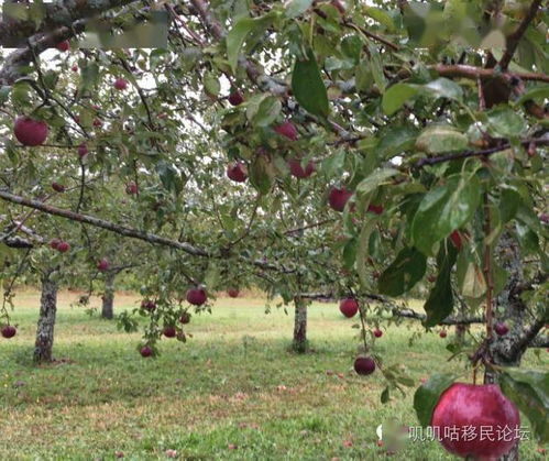 秋天到,摘苹果 哪些农场的果实品质优秀 家门口其实就能买到当日新鲜采摘的农场蔬果