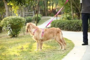 温州公布个人禁养犬只种类及标准,违者要重罚