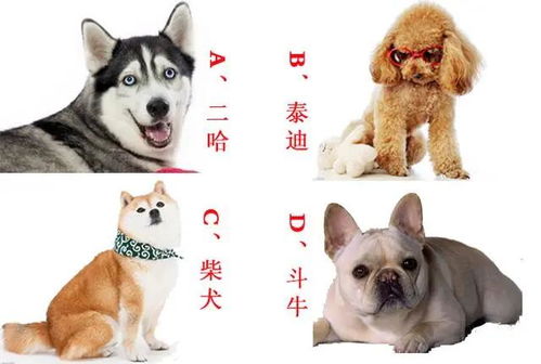 心理测试 选择你最喜欢的狗狗,测出你的性格