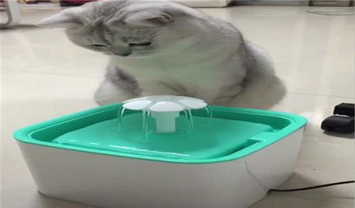 英短第一次用饮水器,只会捞水喝,网友 饮水器都被猫用来洗脚了