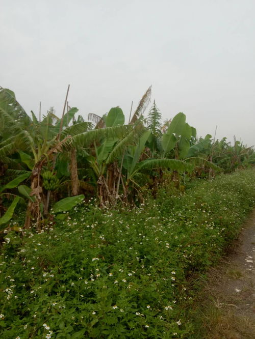 砍挖芭蕉 香蕉 树套什么定额