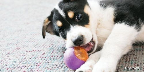 狗狗太爱球也是错 狗狗痴迷捡球,可能是强迫症惹的祸