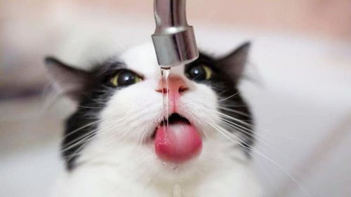 猫咪不爱喝自己的水怎么办