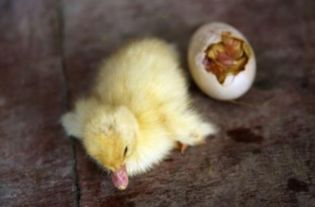 鸭蛋能孵化出小鸭所需的温度 
