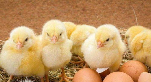 没有壳的鸡蛋能孵出小鸡吗 看完这些,才是见证奇迹的时候