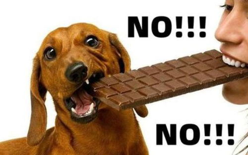 为何狗狗不能吃巧克力 误食后会怎么样 看完涨知识了