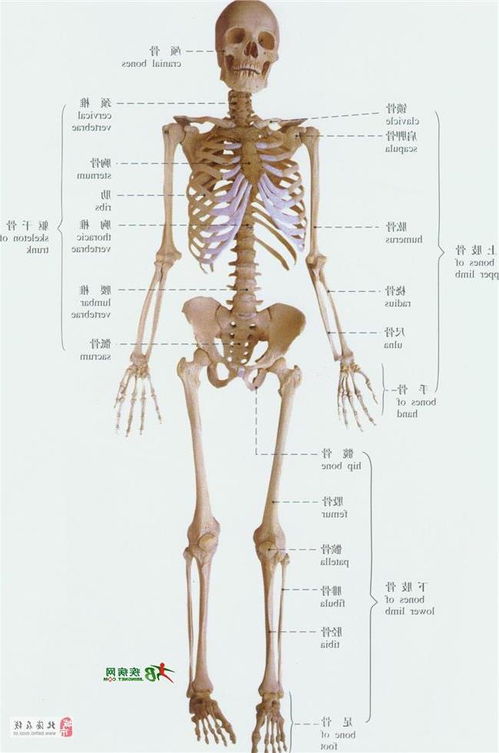 男人身体结构图解大全 搜狗图片搜索