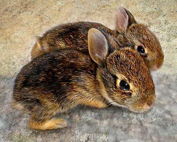 世界上的兔子有哪些种类