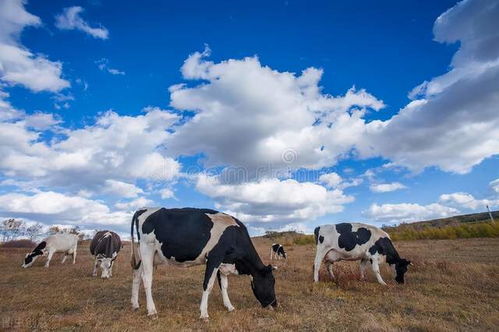 养殖分析 对我国新时代畜牧业现代化的思考