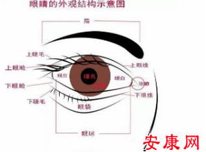 从面眼睛相看命运 定一生富贵贫贱