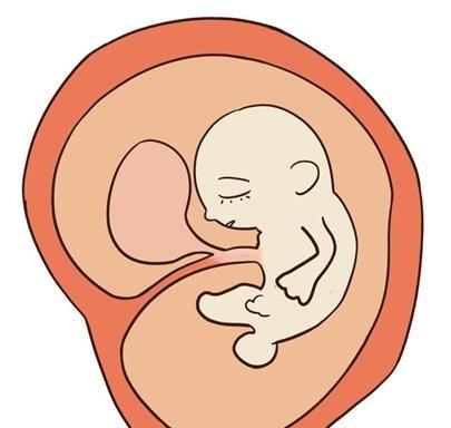 原创胎儿致畸敏感期是什么时候你知道吗？孕妈千万不能掉以轻心